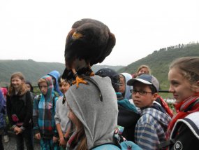 Bei der Greifvogelschau